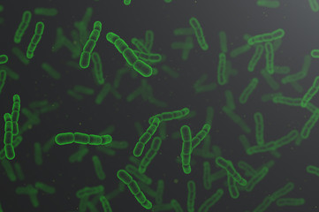 Streptococcus pneumoniae green cells