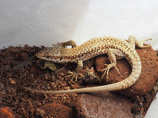 lizard reptile animal