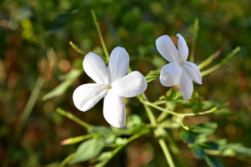 Fototapeta na wymiar Close-up of Beautiful Jasmine Flowers, Nature, Macro