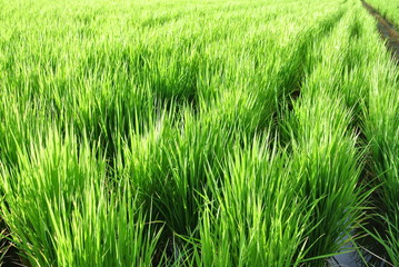 稲　青い　収穫