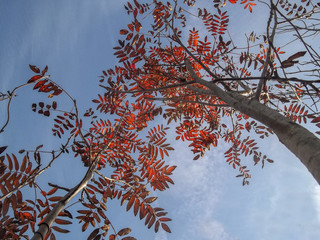 Red autumn leaves of a mountain ash against the sky