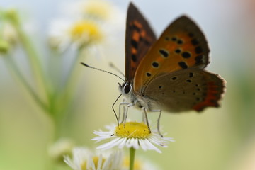 ヒョウモンチョウ