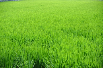 稲　青い　収穫