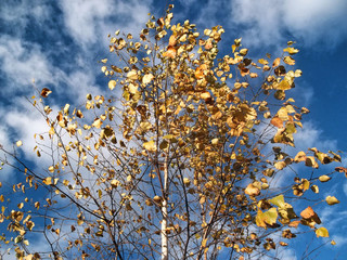 Birch in autumn against the sky