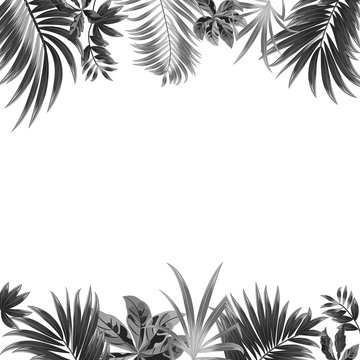 Vector tropical jungle background with palm trees and leaves on white background.