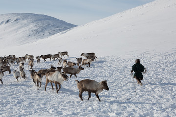 Obraz premium Nenets reindeer mans catches reindeers on a sunny winter day