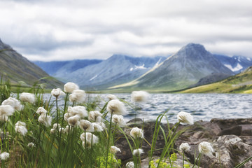 Cotton grass against the backdrop of mountains and lakes, Polar Urals, Russia, Yamal.