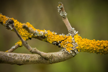 branch of willow