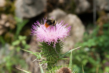Bee on a flower