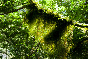 Green moss on a tree