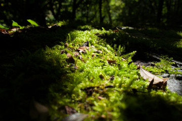 Moss in forest