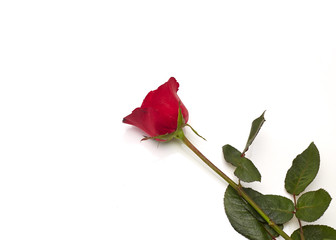 Single beautiful red rose