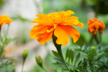 Orange flower