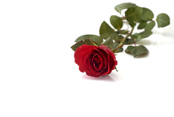 Fototapeta premium Single beautiful red rose