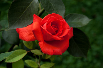 Red rose