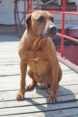 Rhodesian ridgeback