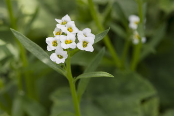 fleur