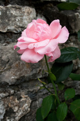 Pink rose in garden
