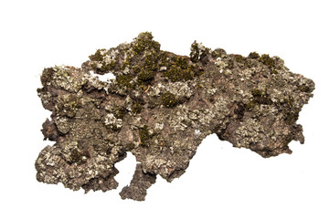 bark isolated on white background
