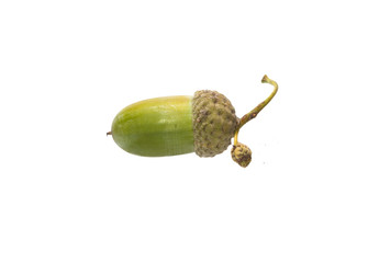 acorn isolated on white background