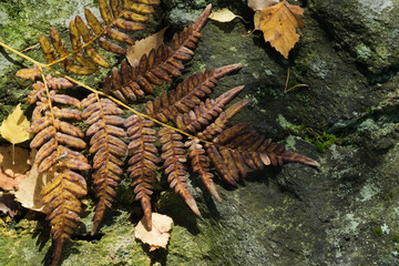 Brown fern leaf on stone background in autumn forest.