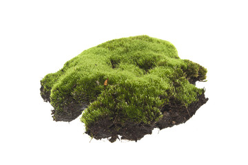 moss isolated on white background
