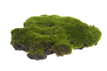 moss isolated on white background