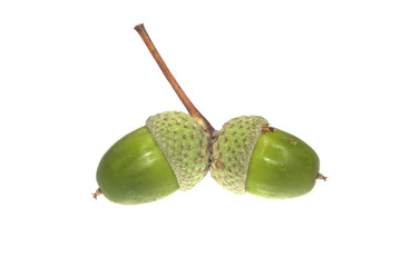 acorn isolated on white background