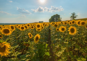 Blooming sunflower. A large view of the flowers. Sunflower at sunset.