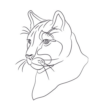 portrait of a cougar drawing lines, vector