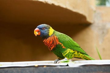 colorful parrot on the fence