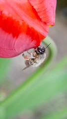 Biene Makroaufnahme, Bee