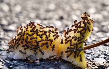 Apfel mit Ameisen, Ants on an apple