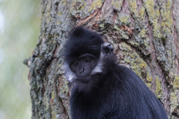 Langur de François en gros plan