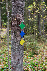 Hiking trail sign or marks on tree in autumn forest.