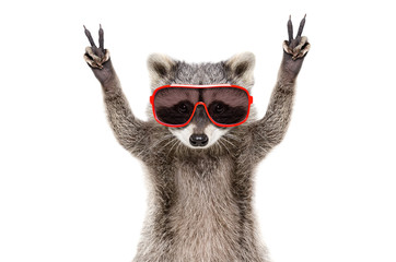 Portrait of a funny raccoon in sunglasses, showing a sign peace, isolated on white background