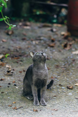Cute gray cat sitting and looking up