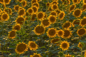 Blooming sunflower. A large view of the flowers. Sunflower at sunset.