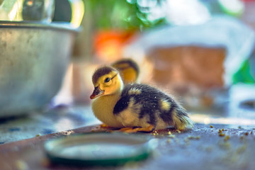 Cute one-day ducklings of a musk duck.