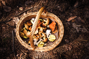 mushroom foraging wicker basket