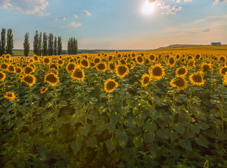 Fototapeta premium Blooming sunflower. A large view of the flowers. Sunflower at sunset.