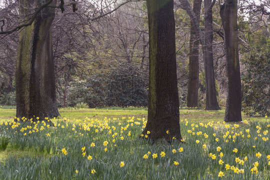 View on a field of beautiful daffodils blooming in early spring between trees with bare branches. Sign of new life, new beginning and the end of wintertime. Winter is over and a new season begins.