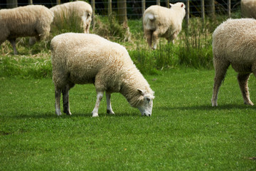 Obraz na płótnie Canvas Sheep eat grass on a farm, the south Island of New Zealand
