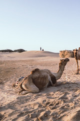 Camel hanging around in the Thar desert near Jaisalmer (India)