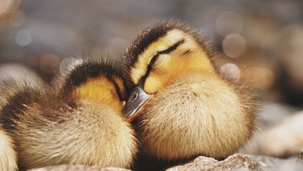 cute duckling, niedliche Baby Ente, Tierbaby