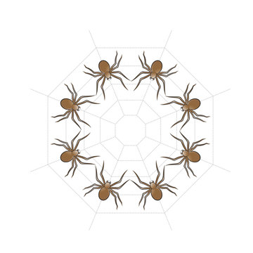 brown color spiders in circle isolated on white background vector illustration