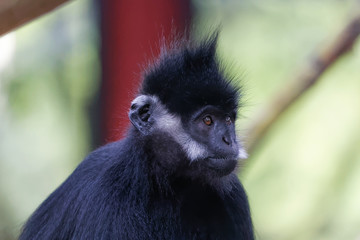 Langur de François en gros plan