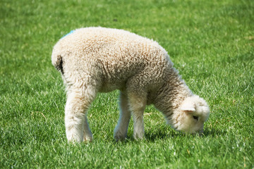 Sheep eat grass on a farm, the south Island of New Zealand