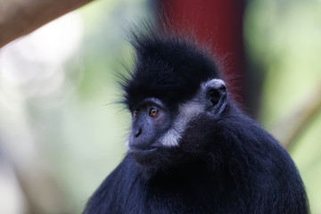 Langur de François en gros plan