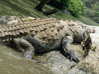 Crocodile sunbathing